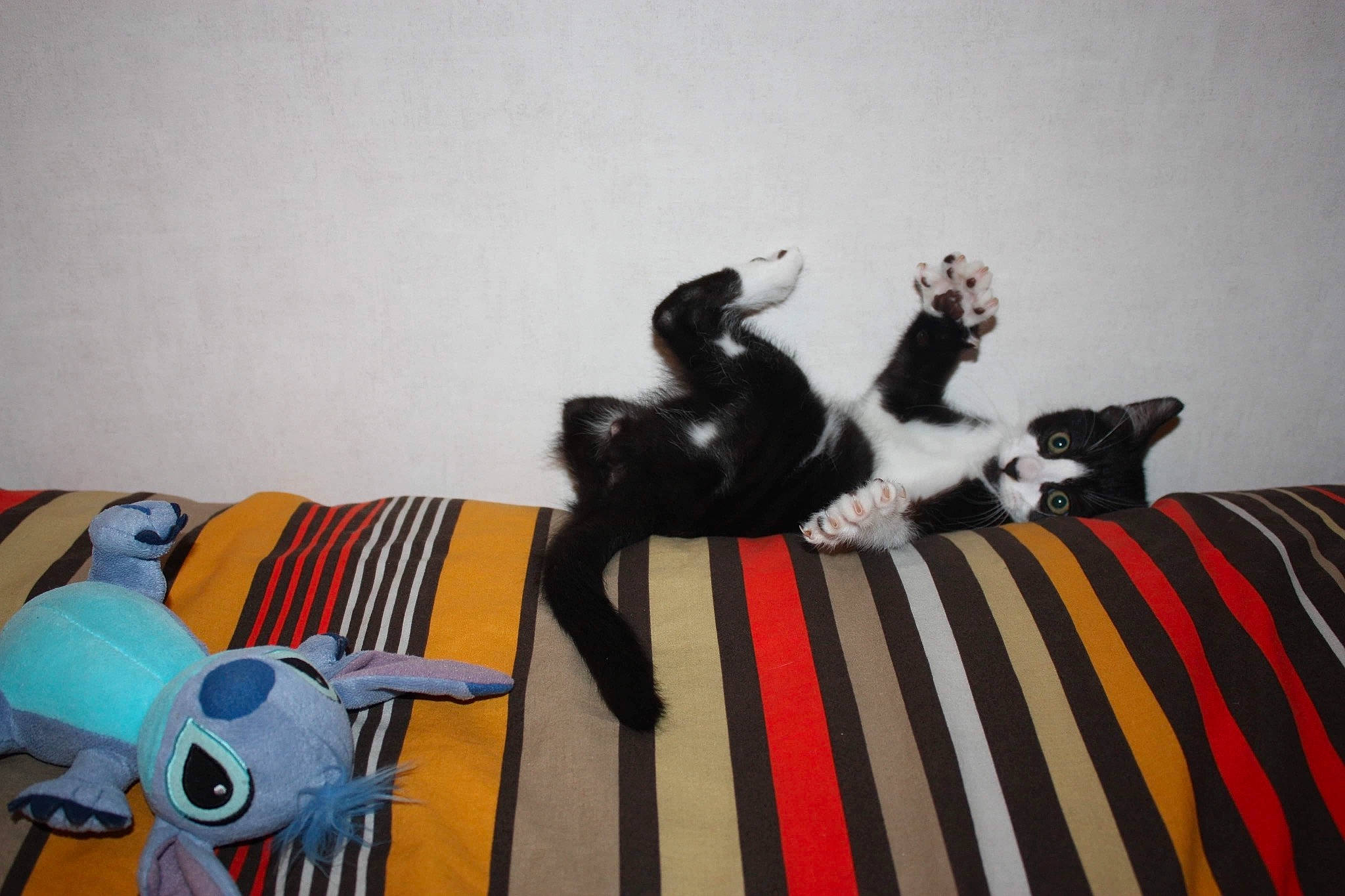 Berlioz participe au concours pour gagner de l'argent avec cette photo : art, canidae, carnivore, comfort, companion_dog, couch, dog_breed, felidae, floor, flooring, fur, linens, living_room, room, small_to_medium_sized_cats, sporting_group, stuffed_toy, tail, toy, whiskers