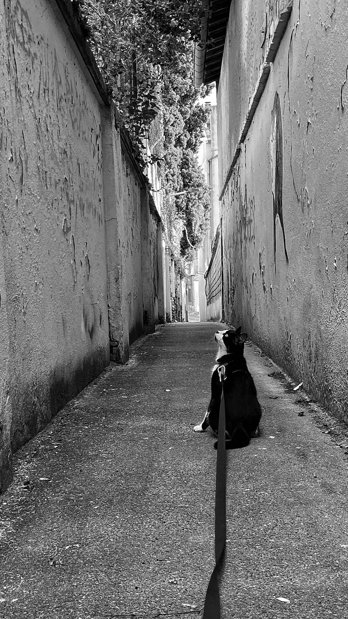 Berlioz participe au concours pour gagner de l'argent avec cette photo : alley, asphalt, black, black_and_white, grass, grey, infrastructure, light, monochrome, plant, road, road_surface, standing, street_light, style, tints_and_shades, tree, wall, water, white