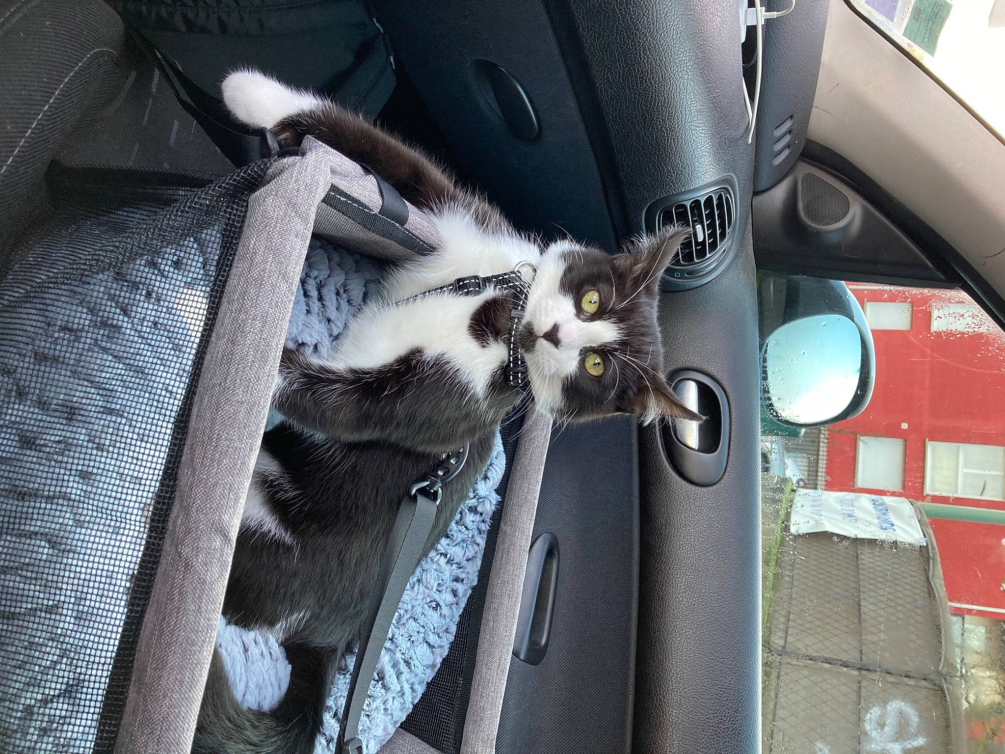 Berlioz a rejoint le concours — aidez-le/la à gagner de superbes lots ! auto_part, automotive_design, automotive_exterior, automotive_lighting, automotive_mirror, automotive_tire, automotive_wheel_system, car, car_seat, car_seat_cover, carbon, fender, grey, hood, motor_vehicle, personal_luxury_car, rim, steering_wheel, vehicle, vehicle_door