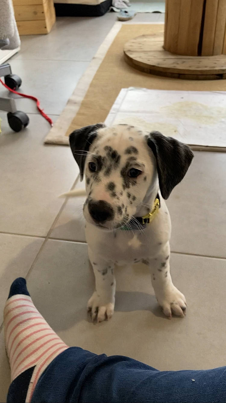 Sonate a rejoint le concours — aidez-le/la à gagner de superbes lots ! carnivore, collar, companion_dog, dog, dog_breed, dog_collar, dog_supply, fawn, floor, flooring, foot, fur, hardwood, leash, non_sporting_group, paw, pet_supply, tail, tile, working_animal