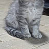 kitten, cat, gray_tabby, fur, whiskers, floor, wooden_floor, pet, animal, cute, small, young, indoor, curious, sitting, feline, adorable, fluffy, domestic_cat, portrait