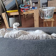 Nala a rejoint le concours — aidez-le/la à gagner de superbes lots ! kitten, cat, sleeping, gray, tabby, couch, indoor, relaxed, paw, furniture, laundry_basket, wooden_table, clothes, household_items, floor, cozy, pet, domestic, fur, resting