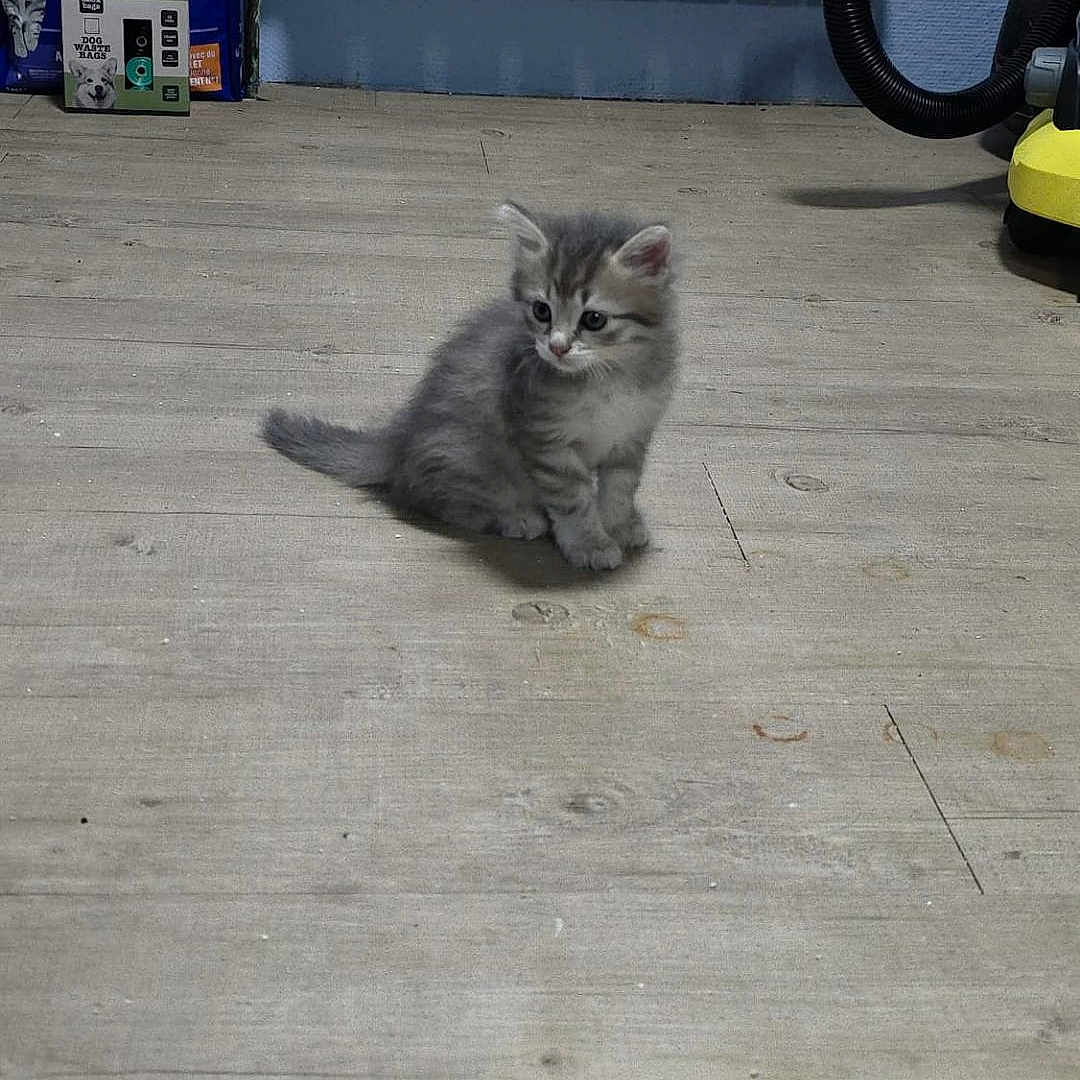 Nala