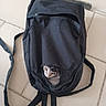 Nala participe au concours pour gagner de l'argent avec cette photo : cat, backpack, black, torn, hole, curious, pet, animal, indoor, floor, tile, striped, face, peeking, zipper, fabric, shoulder_strap, closeup, container, hiding