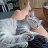 Nala a rejoint le concours — aidez-le/la à gagner de superbes lots ! cat, kitten, sleeping, pet, lap, legs, relaxation, feline, indoor, home, couch, fur, whiskers, paws, cozy, resting, comfort, person, casual, domestic