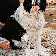 Benji is registered to the contest to win money with this photo: dog, black_and_white, fluffy, outdoor, blanket, person, sitting, tongue_out, rocks, nature, fur, pet, animal, summer, relaxed, happy, companion, canine, portrait, casual