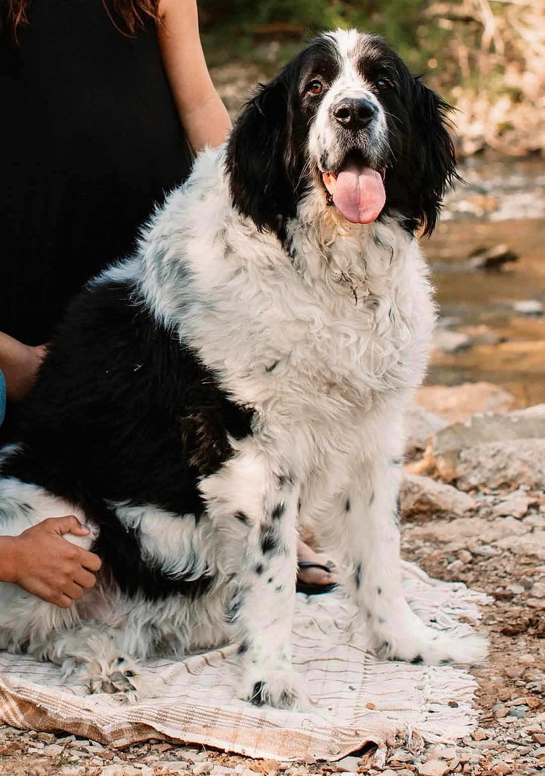 Benji