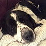 Benji is registered to the contest to win money with this photo: dog, black_and_white, close_up, blanket, knit, cozy, resting, pet, fur, snuggle, indoor, comfort, portrait, animal, mammal, sleepy, cute, face, nose, arm