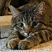 Kurt joined the competition — help win amazing prizes! animal, carpet, cat, closeup, curious, cute, ears, eyes, feline, fur, home, indoor, mammal, paws, pet, playful, resting, tabby, texture, whiskers