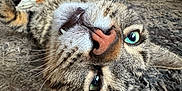 Kurt joined the competition — help win amazing prizes! animal, cat, close_up, cozy, ears, feline, fur, green_eyes, home, indoor, pet, pink_nose, playful, relaxed, rug, tabby, teeth, upside_down, whiskers