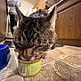 Kurt is registered to the contest to win money with this photo: animal, blue_bowl, blurred, brown, cabinet, cat, close_up, eating, feline, floor, food_can, gray, indoor, kitchen, paw, pet, striped, tabby_cat, tail, tile_floor