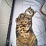 Kurt is registered to the contest to win money with this photo: animal, bed, cat, cozy, cute, domestic, fluffy, funny, fur, indoor, mammal, paws, pet, quilt, relaxed, resting, sleep, sleeping, tabby, whiskers