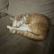 Simba is registered to the contest to win money with this photo: animal, cat, couch, cozy, curled_up, domestic_cat, feline, furniture, home, indoor, nap, orange_cat, peaceful, pet, quiet, relaxation, resting, sleeping, soft_texture, white_cat