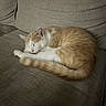 animal, cat, couch, cozy, curled_up, domestic_cat, feline, furniture, home, indoor, nap, orange_cat, peaceful, pet, quiet, relaxation, resting, sleeping, soft_texture, white_cat
