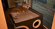 Simba joined the competition — help win amazing prizes! animal, cat, cat_house, cozy, curtain, door_frame, feline, home, indoor, looking_out, night, orange_cat, pet, quiet, relaxed, resting, soft_lighting, tile_floor, white_cat, window