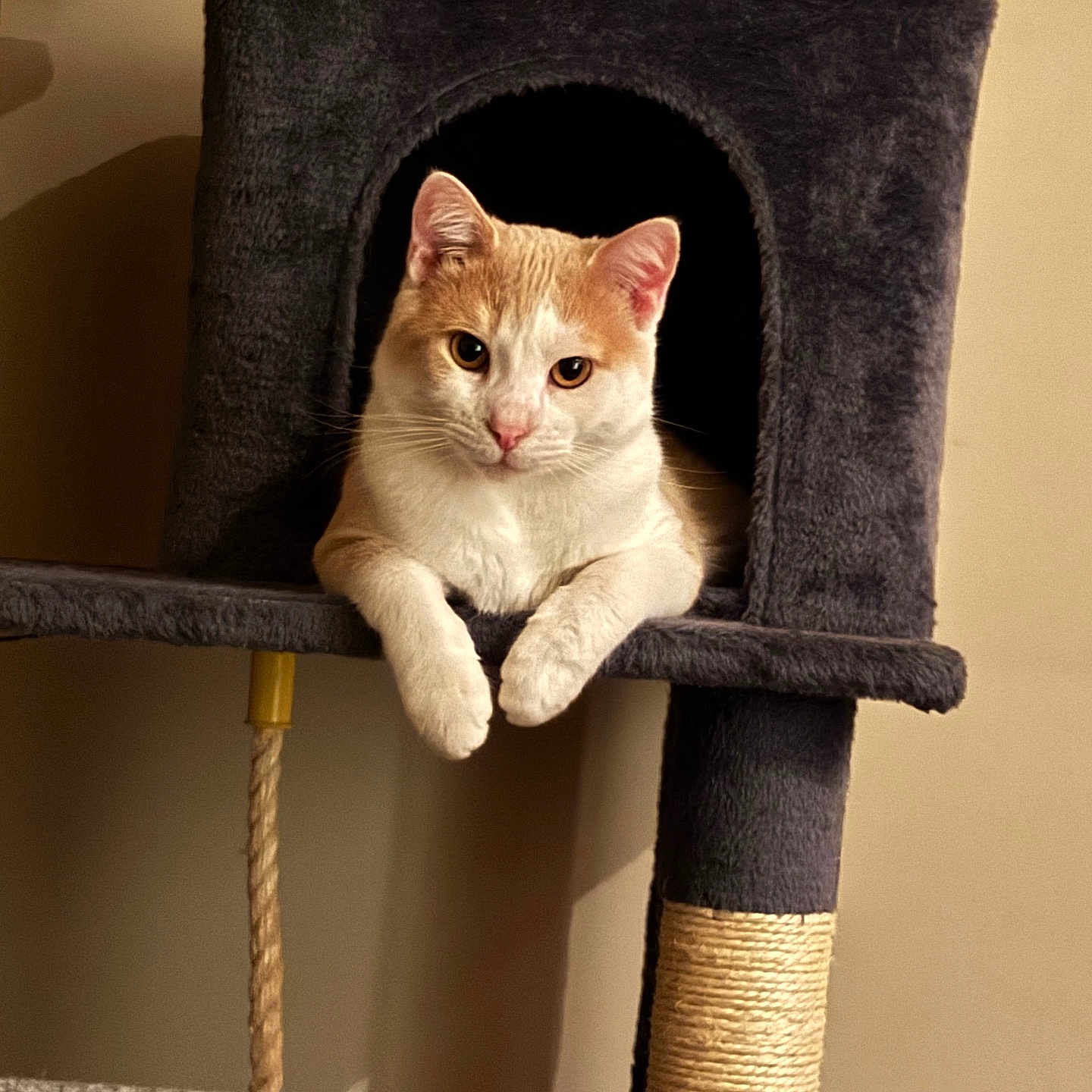 Simba joined the competition — help win amazing prizes! animal, cat, cat_condo, cat_tree, comfortable, cozy, curious, cute, domestic, feline, fur, home, indoor, looking, orange_and_white, paws, pet, relaxed, resting, soft