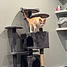 Simba is registered to the contest to win money with this photo: animal, bottle, cat, cat_tree, curious, domestic, floor, furniture, household, indoor, multi_level, orange_cat, pet, plastic_bag, playful, resting_place, shelf, toy, wall, white_cat