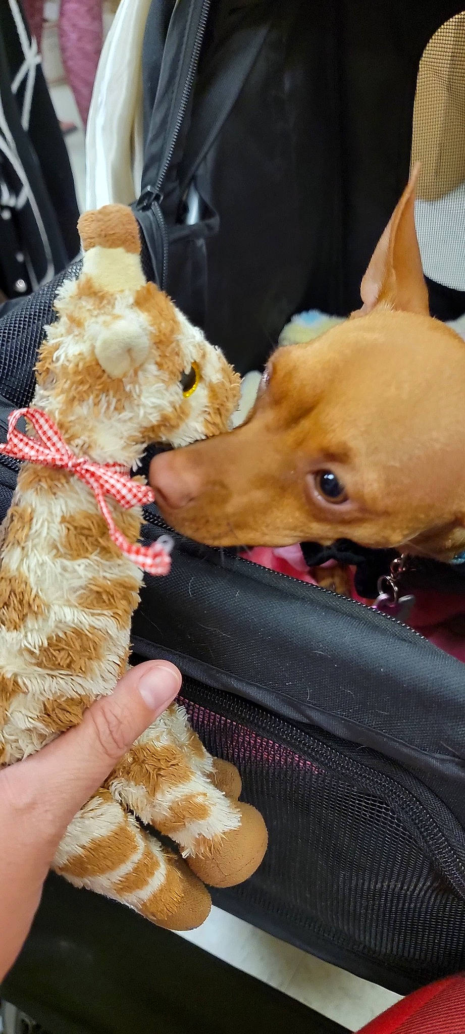 Joy is registered to the contest to win money with this photo: canidae, carnivore, chihuahua, collar, companion_dog, dog, dog_breed, dog_collar, ear, fashion_accessory, fawn, fur, nail, puppy_love, snout, sporting_group, stuffed_toy, toy, toy_dog, working_animal