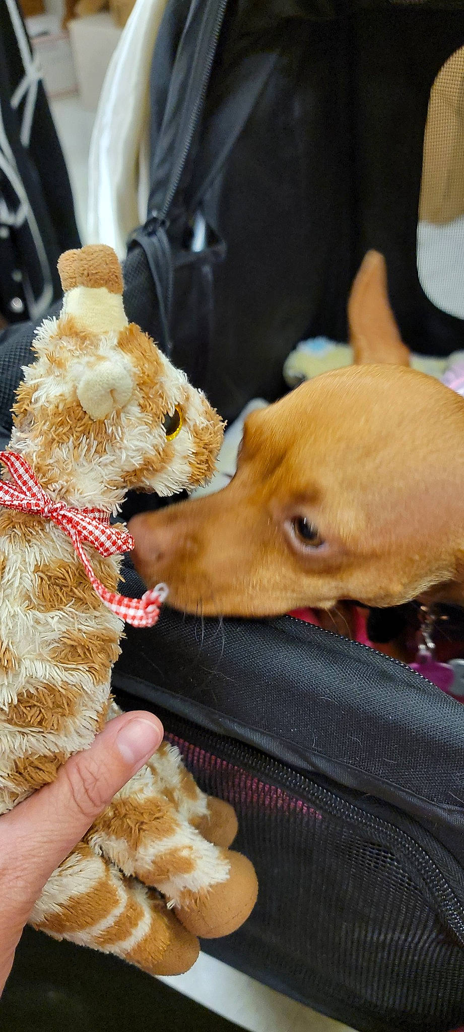 Joy is registered to the contest to win money with this photo: canidae, carnivore, collar, companion_dog, dog, dog_breed, dog_collar, ear, fashion_accessory, fawn, fur, lap, mammal, puppy_love, snout, sporting_group, stuffed_toy, toy_dog, whiskers, working_animal