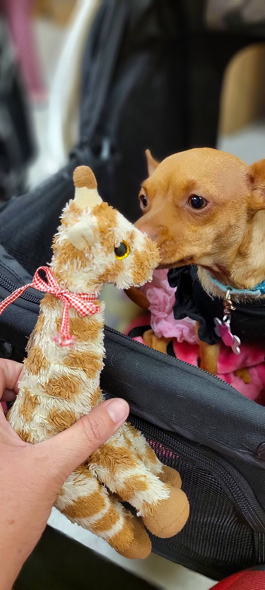 Joy is registered to the contest to win money with this photo: canidae, carnivore, chihuahua, collar, companion_dog, dog, dog_breed, dog_clothes, dog_supply, ear, fashion_accessory, fawn, fur, gesture, plush, snout, stuffed_toy, toy, toy_dog, working_animal