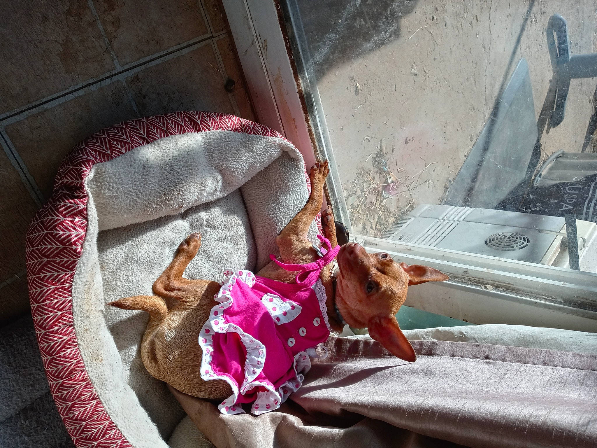 Joy is registered to the contest to win money with this photo: bedding, canidae, carnivore, comfort, companion_dog, dog, dog_breed, fawn, felidae, linens, nap, pet_supply, pink, room, small_to_medium_sized_cats, snout, sporting_group, tints_and_shades, toy, wood