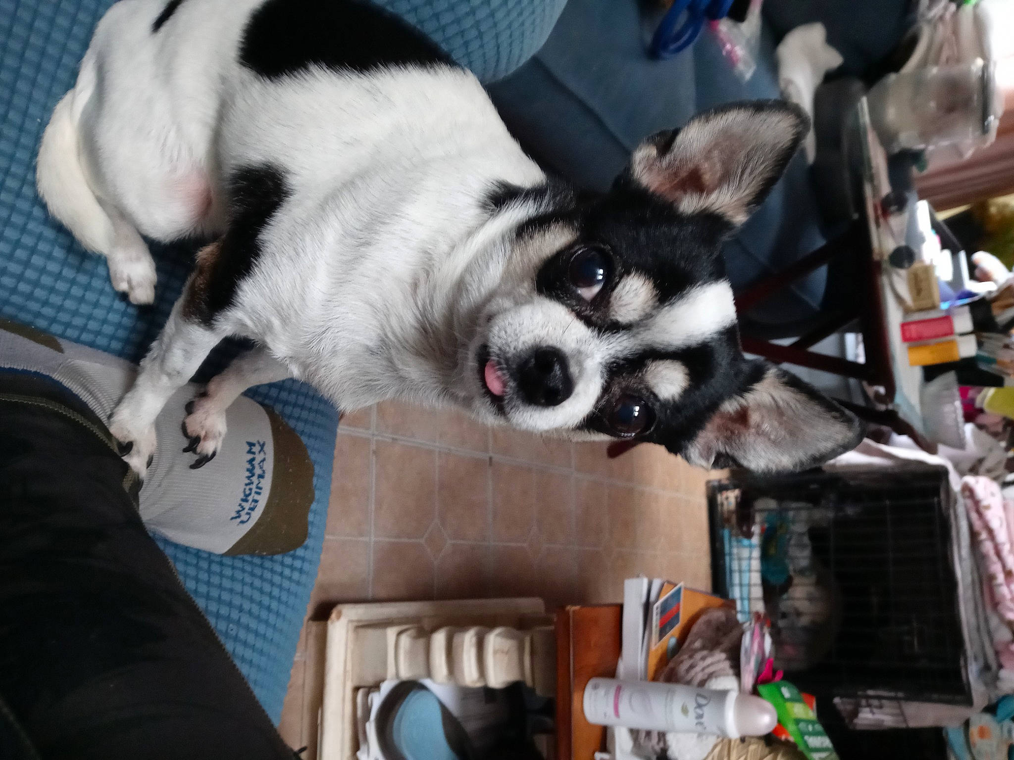 Mouser is registered to the contest to win money with this photo: bag, canidae, carnivore, city, comfort, companion_dog, dog, dog_breed, dog_supply, fur, market, non_sporting_group, puppy, snout, sporting_group, street, toy_dog, whiskers, working_animal