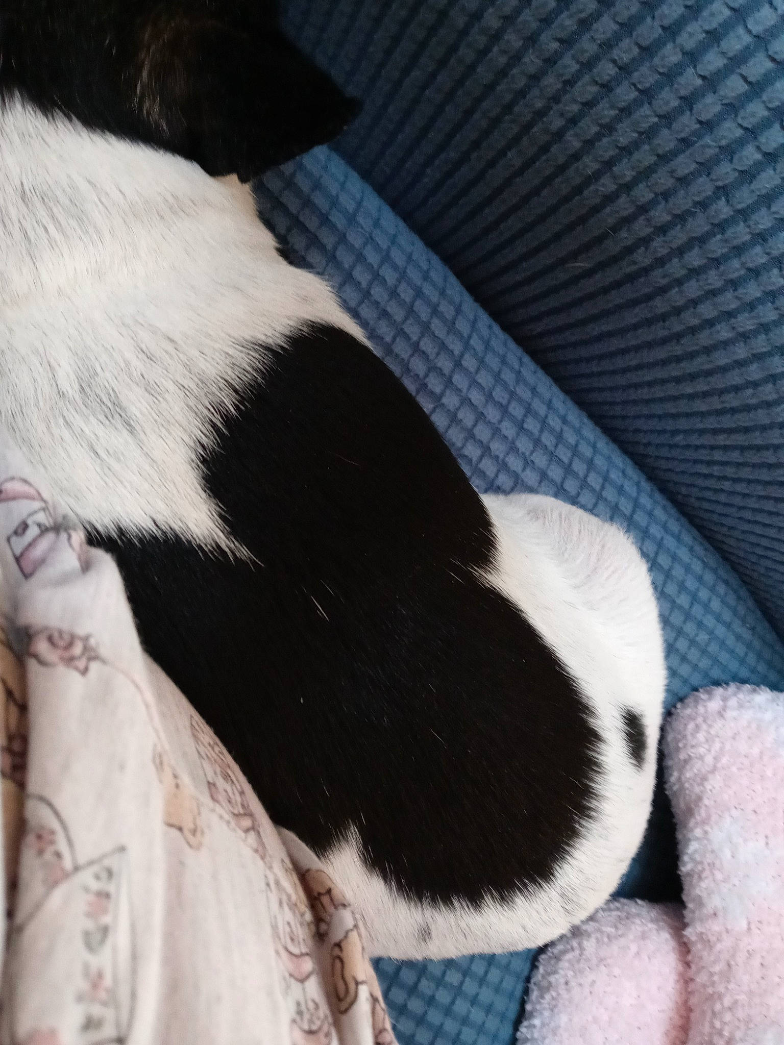 Mouser joined the competition — help win amazing prizes! carnivore, cat, claw, comfort, companion_dog, dog_breed, felidae, foot, fur, gesture, hand, human_leg, nap, paw, small_to_medium_sized_cats, snout, sporting_group, tail, whiskers, working_animal