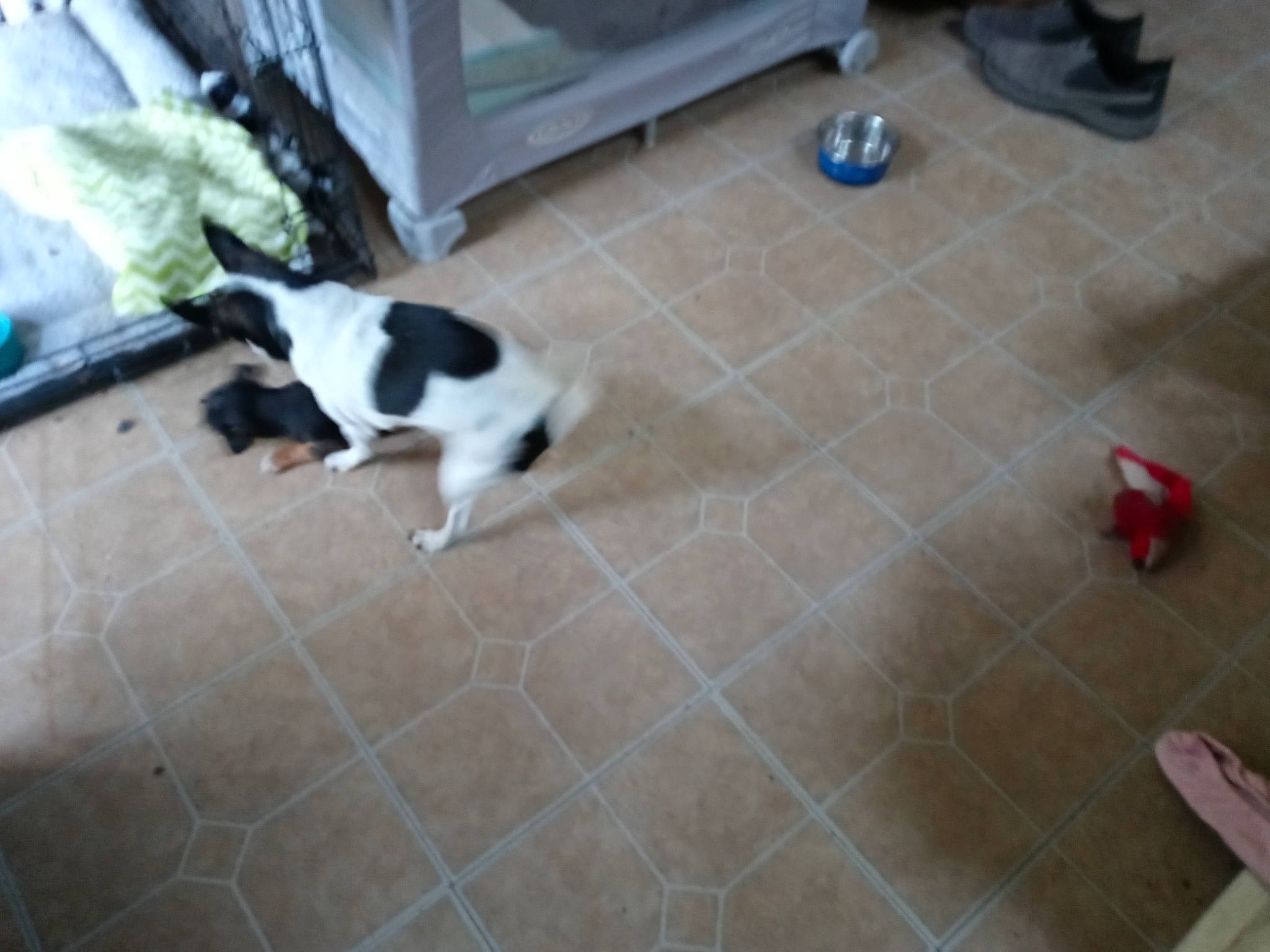 Mouser joined the competition — help win amazing prizes! carnivore, cat, companion_dog, dog_breed, fawn, felidae, floor, flooring, fur, hardwood, laminate_flooring, room, small_to_medium_sized_cats, tail, tile, tile_flooring, whiskers, white, wood, wood_flooring