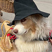 Opaline a rejoint le concours — aidez-le/la à gagner de superbes lots ! dog, fluffy, hat, black_hat, outdoor, pavement, rope, harness, wicker_basket, brown_fur, white_fur, animal, pet, canine, side_view, costume, funny, closeup, daylight, leisure
