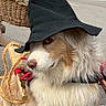 animal, black_hat, brown_fur, canine, closeup, costume, daylight, dog, fluffy, funny, harness, hat, leisure, outdoor, pavement, pet, rope, side_view, white_fur, wicker_basket