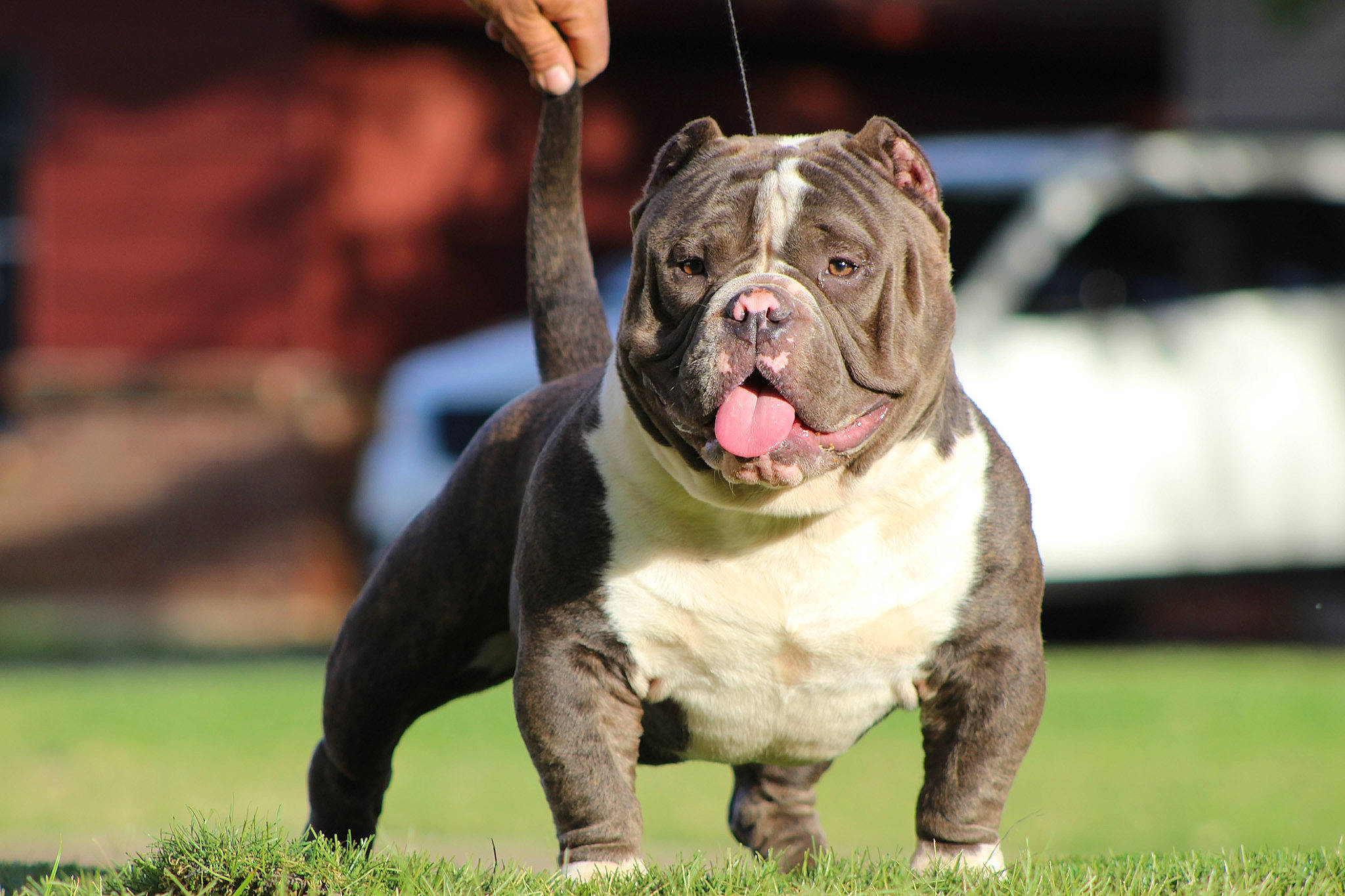 Lil Man is registered to the contest to win money with this photo: american_bulldog, ancient_dog_breeds, australian_bulldog, bulldog, canidae, carnivore, companion_dog, dog, dog_breed, fawn, mammal, molosser, non_sporting_group, old_english_bulldog, olde_english_bulldogge, rare_breed_dog, renascence_bulldogge, snout, toy_bulldog, vertebrate