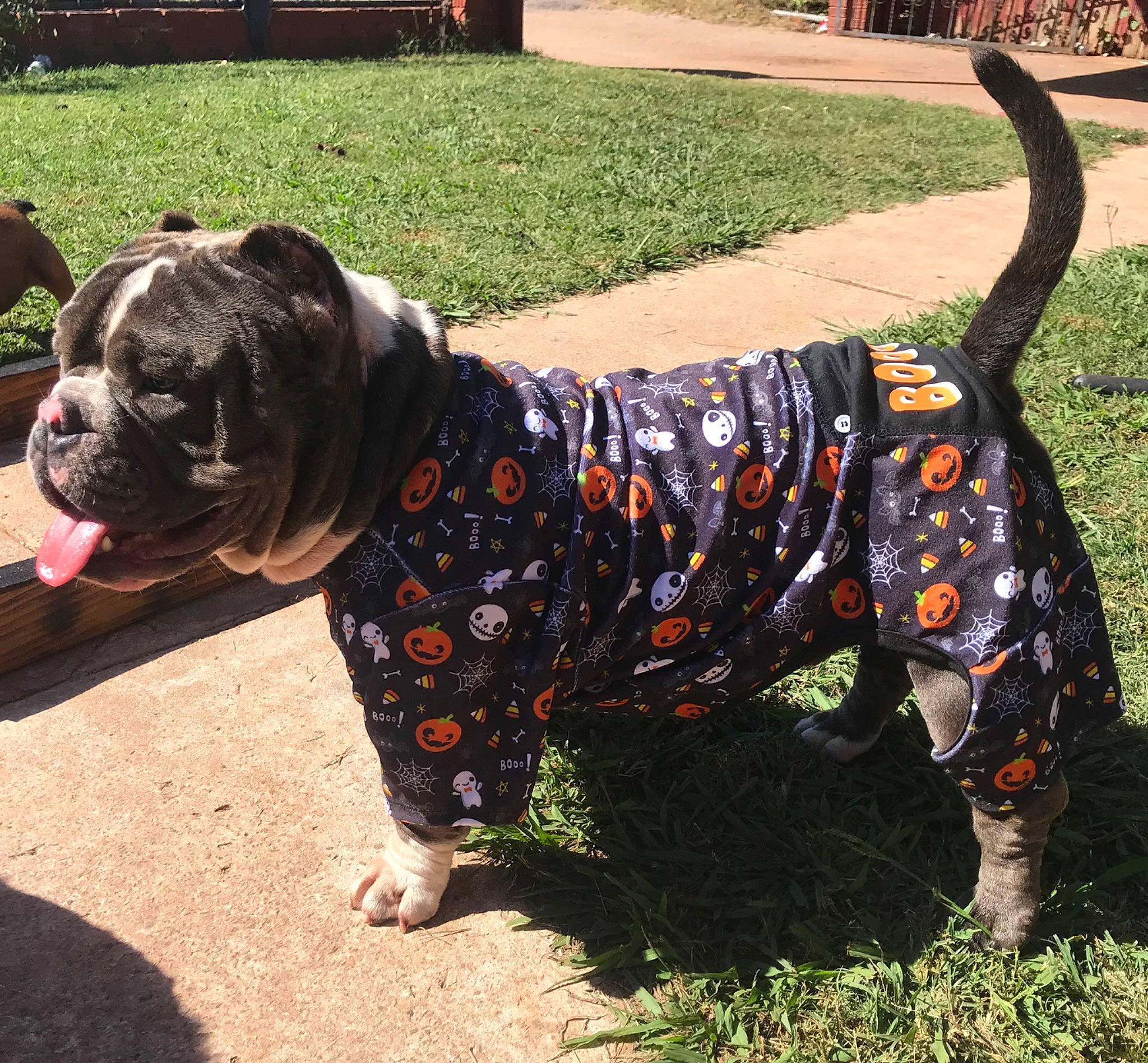 Lil Man joined the competition — help win amazing prizes! american_bulldog, ancient_dog_breeds, bulldog, canidae, carnivore, companion_dog, dog, dog_breed, dog_walking, fawn, grass, mammal, molosser, non_sporting_group, old_english_bulldog, olde_english_bulldogge, rare_breed_dog, snout, sporting_group, vertebrate