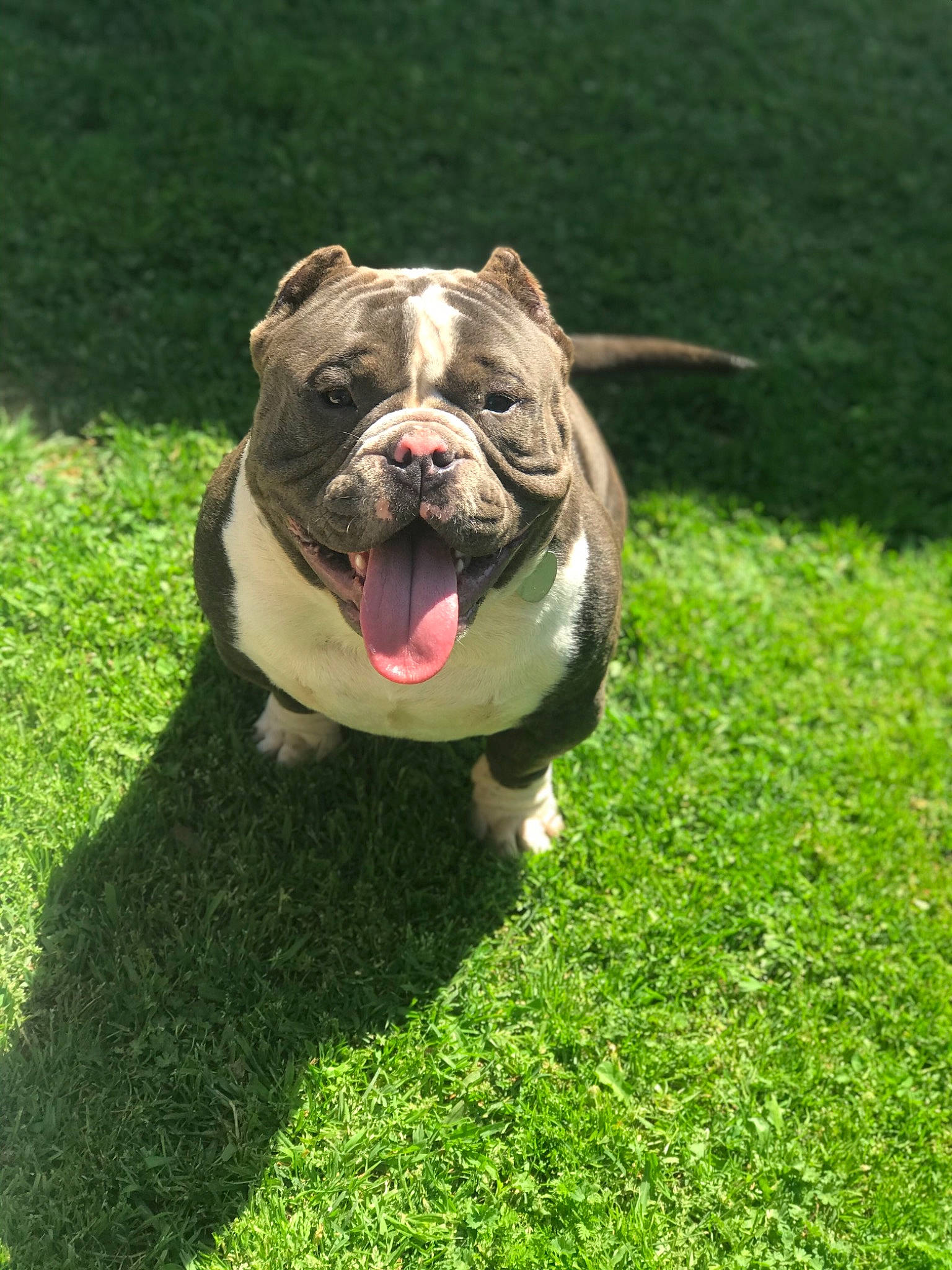 Lil Man is registered to the contest to win money with this photo: american_bulldog, american_pit_bull_terrier, american_staffordshire_terrier, australian_bulldog, british_bulldogs, bulldog, canidae, carnivore, dog, dog_breed, dorset_olde_tyme_bulldogge, grass, mammal, non_sporting_group, old_english_bulldog, olde_english_bulldogge, renascence_bulldogge, toy_bulldog, valley_bulldog, vertebrate