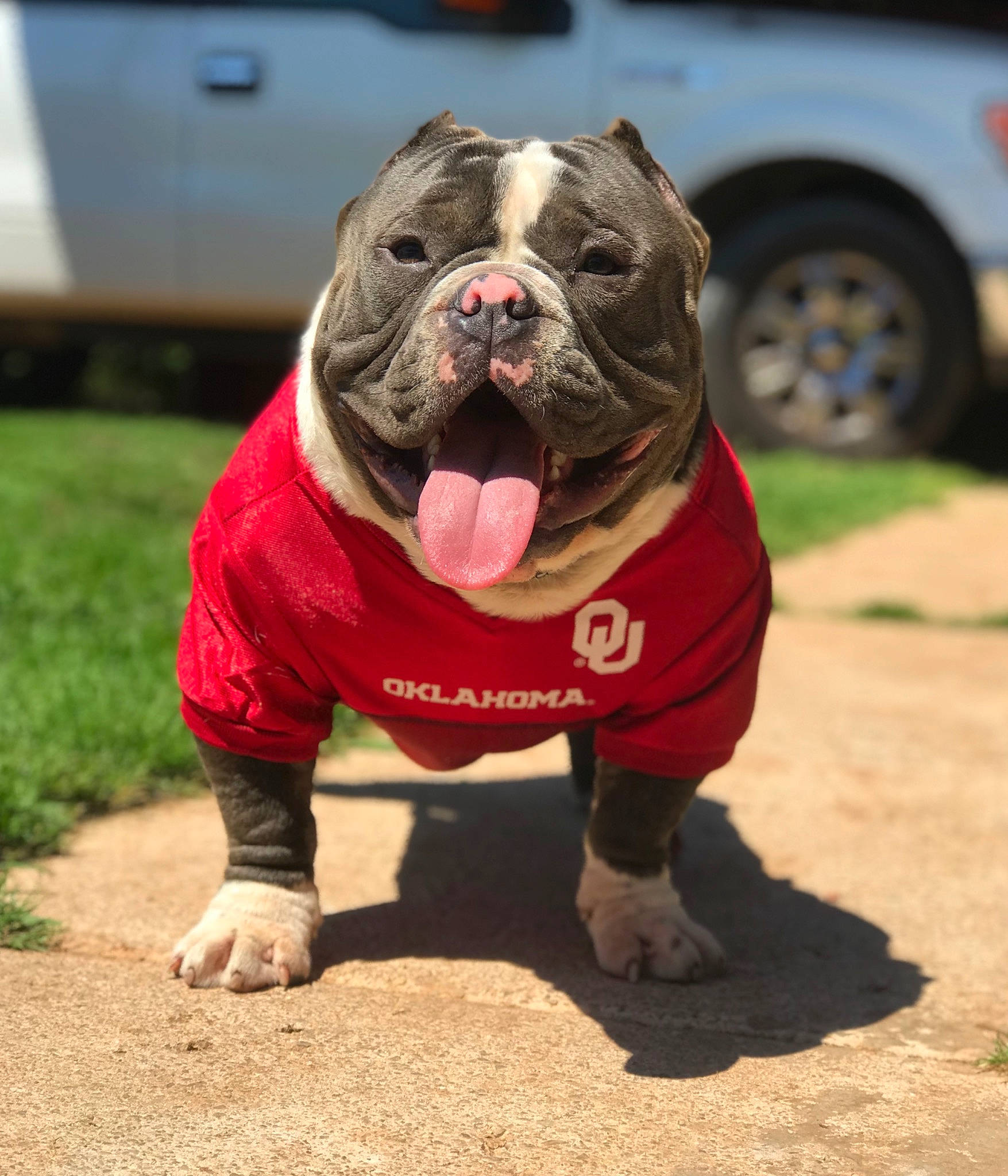 Lil Man is registered to the contest to win money with this photo: american_bulldog, american_pit_bull_terrier, bulldog, canidae, carnivore, companion_dog, dog, dog_breed, dog_clothes, fawn, mammal, non_sporting_group, old_english_bulldog, olde_english_bulldogge, pit_bull, rare_breed_dog, renascence_bulldogge, snout, toy_bulldog, vertebrate