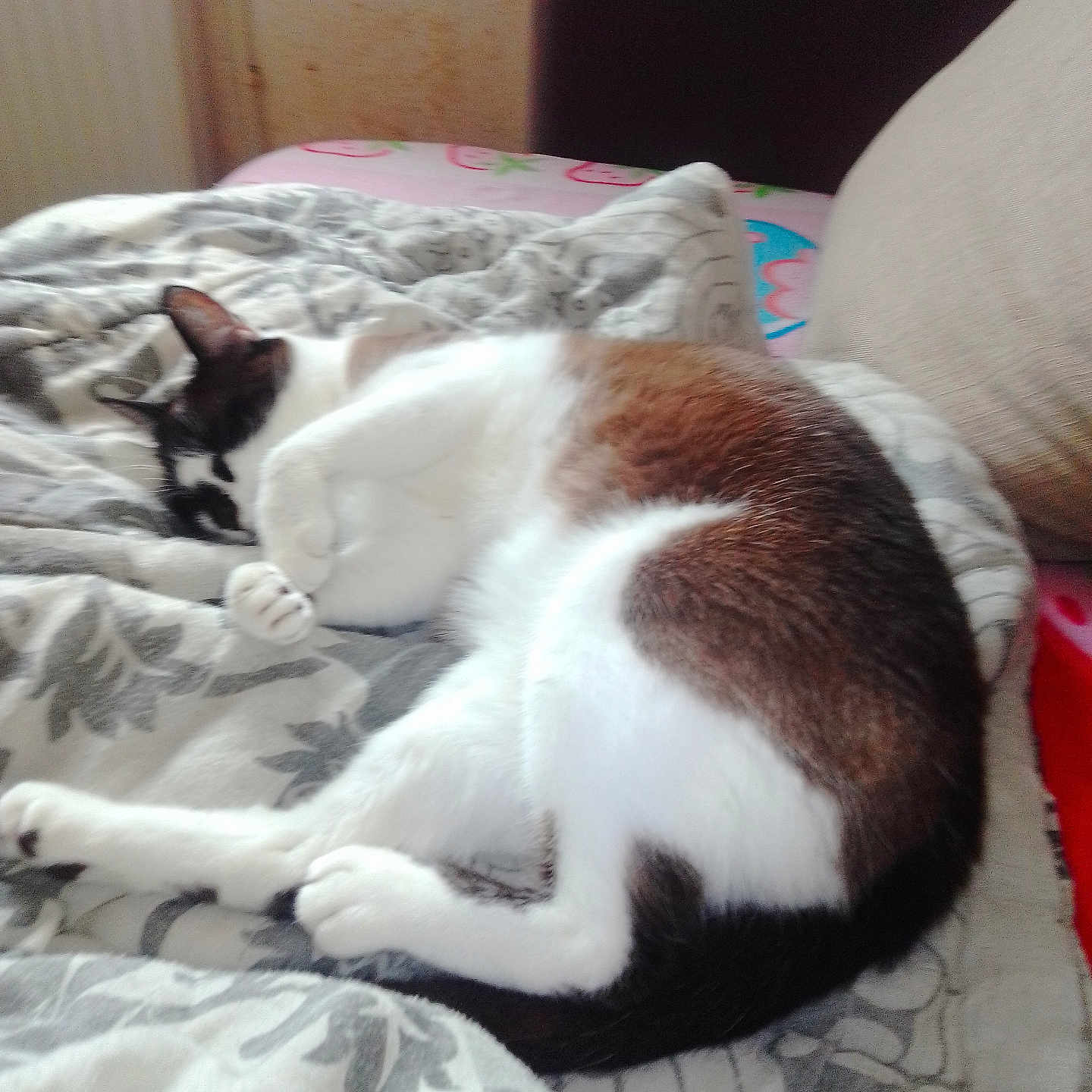 Câlins a rejoint le concours — aidez-le/la à gagner de superbes lots ! animal, black, blanket, brown, cat, comfort, couch, cozy, feline, fur, home, indoor, pattern, paw, pet, relaxation, resting, sleeping, tail, white