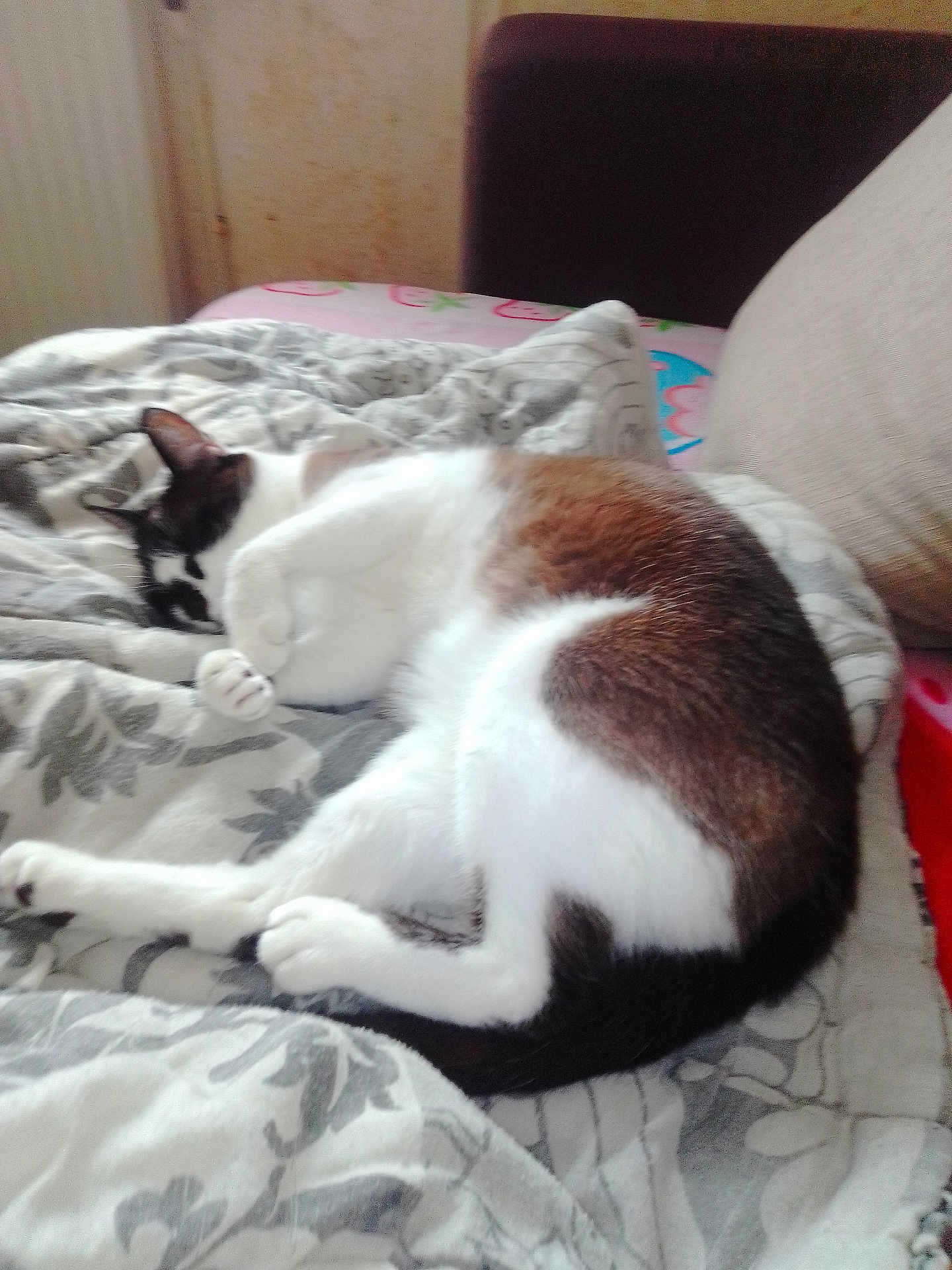 Câlins a rejoint le concours — aidez-le/la à gagner de superbes lots ! cat, sleeping, blanket, couch, indoor, cozy, pet, feline, fur, resting, pattern, comfort, home, animal, relaxation, white, brown, black, paw, tail