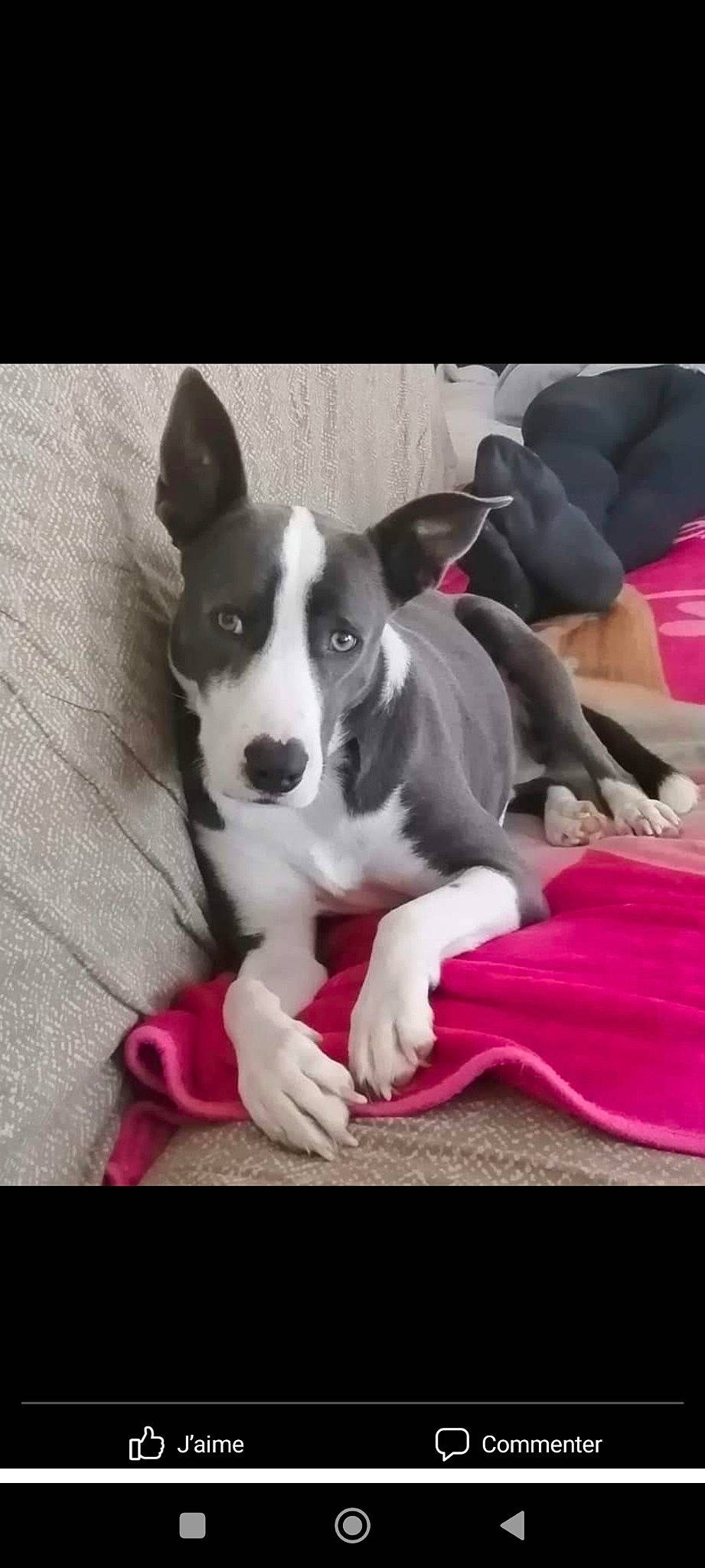 Jazz participe au concours pour gagner de l'argent avec cette photo : carnivore, comfort, companion_dog, dog, dog_breed, dog_supply, flooring, magenta, paw, square, working_animal