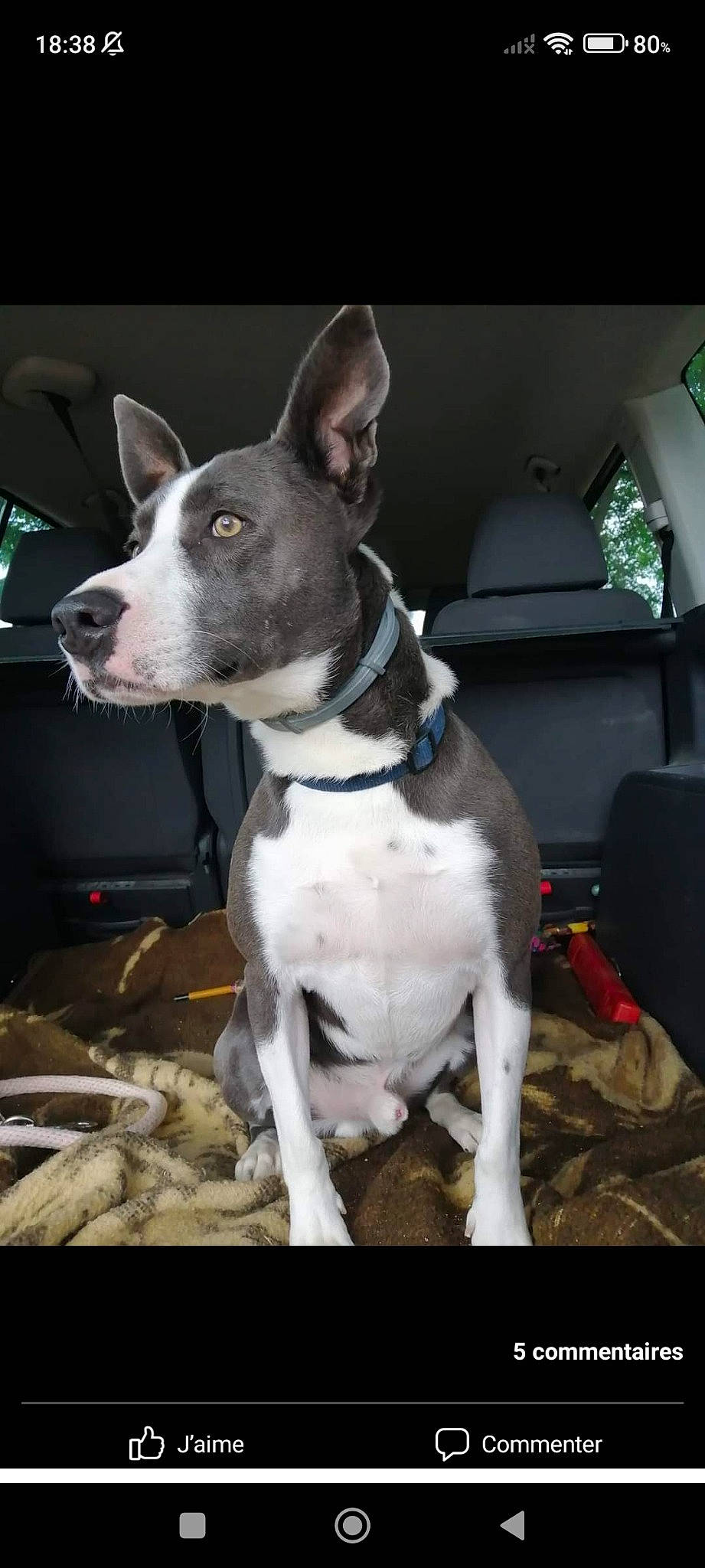 Jazz participe au concours pour gagner de l'argent avec cette photo : canidae, carnivore, collar, companion_dog, dog, dog_breed, dog_collar, dog_supply, non_sporting_group, snout, sporting_group, whiskers, window, working_animal