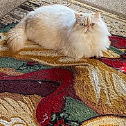 Cherish Zsa Zsa joined the competition — help win amazing prizes! cat, persian_cat, fluffy, long_hair, cream_colored, white, pet, animal, sitting, indoors, rug, carpet, patterned, textured, portrait, face, eyes, ears, tail, home_decor
