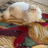 cat, persian_cat, fluffy, long_hair, cream_colored, white, pet, animal, sitting, indoors, rug, carpet, patterned, textured, portrait, face, eyes, ears, tail, home_decor