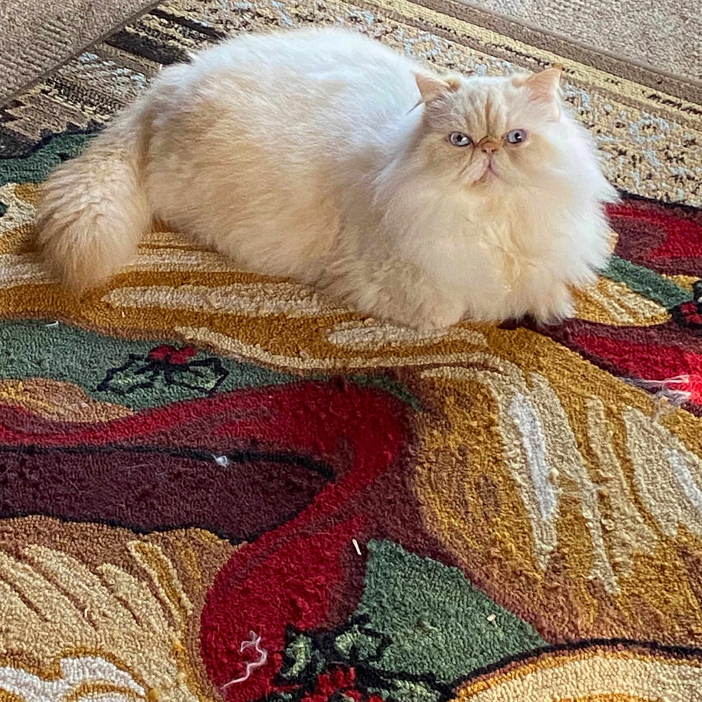 Cherish Zsa Zsa