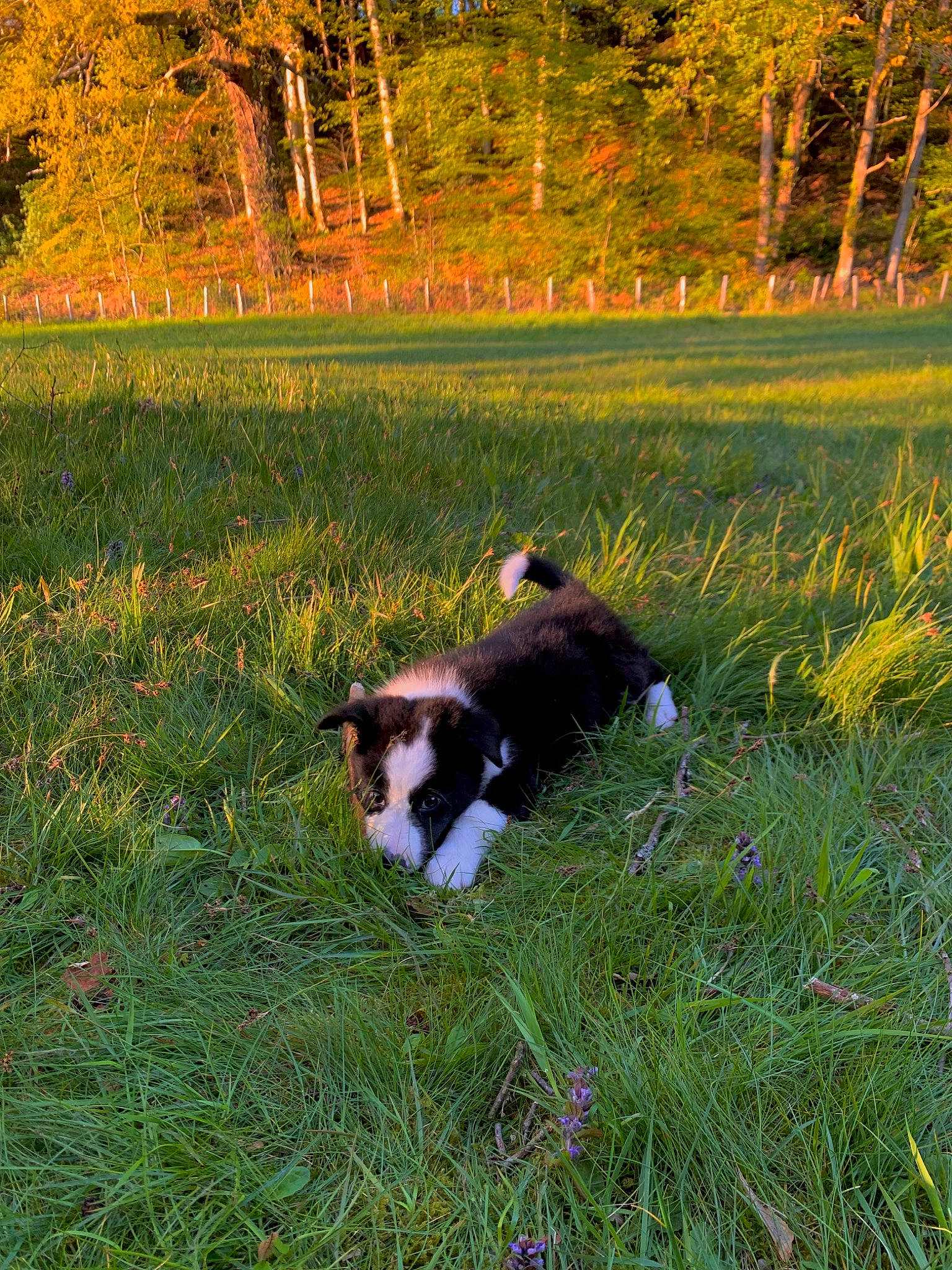 Zuko a rejoint le concours — aidez-le/la à gagner de superbes lots ! carnivore, companion_dog, dog, dog_breed, field, grass, grassland, groundcover, landscape, leaf, meadow, natural_landscape, pasture, people_in_nature, plant, prairie, sporting_group, tail, tints_and_shades, tree
