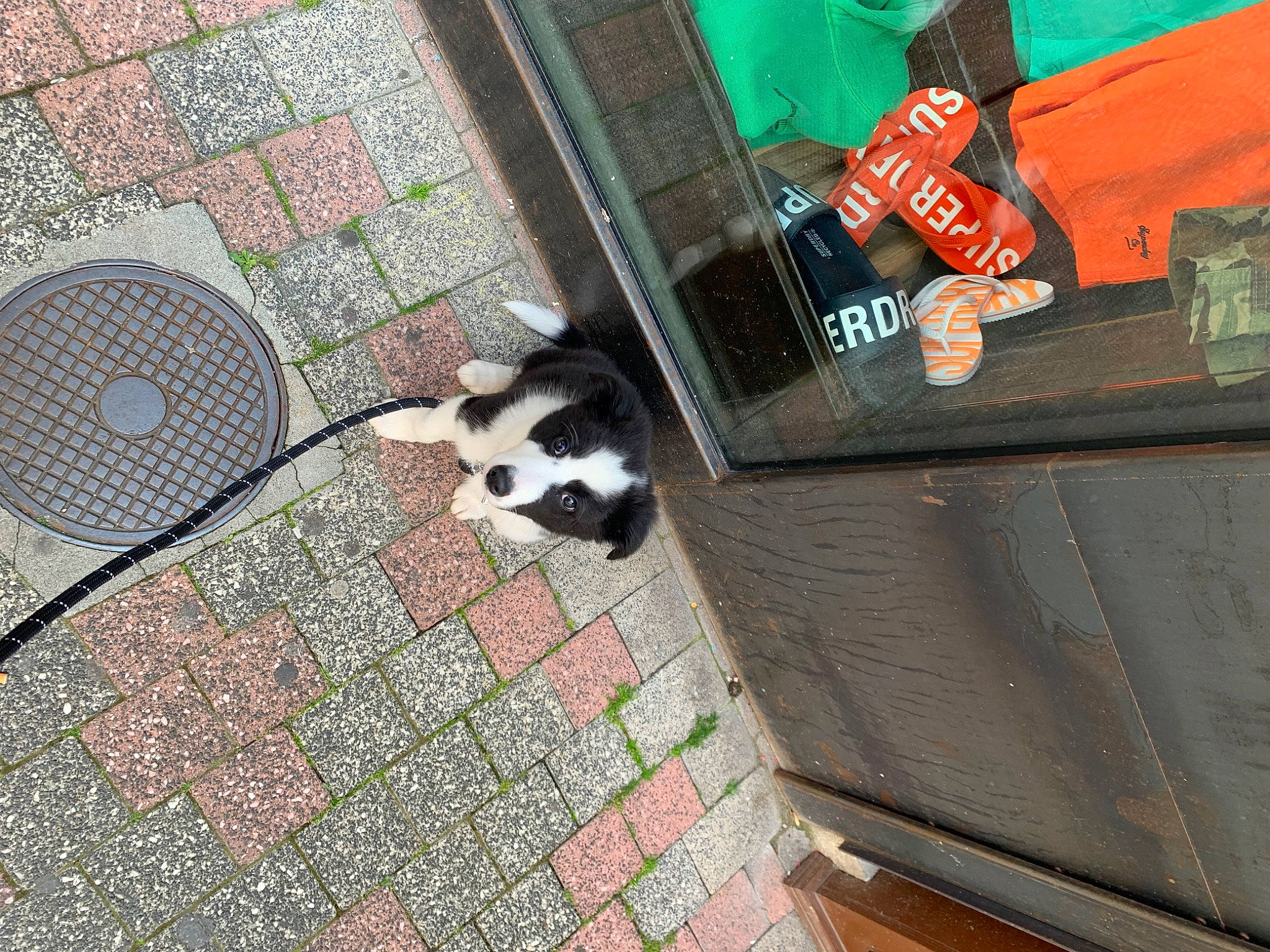 Zuko a rejoint le concours — aidez-le/la à gagner de superbes lots ! black, canidae, carmine, carnivore, cat, circle, companion_dog, dog_breed, felidae, floor, flooring, fur, manhole, road_surface, shadow, sidewalk, small_to_medium_sized_cats, sporting_group, street, tail