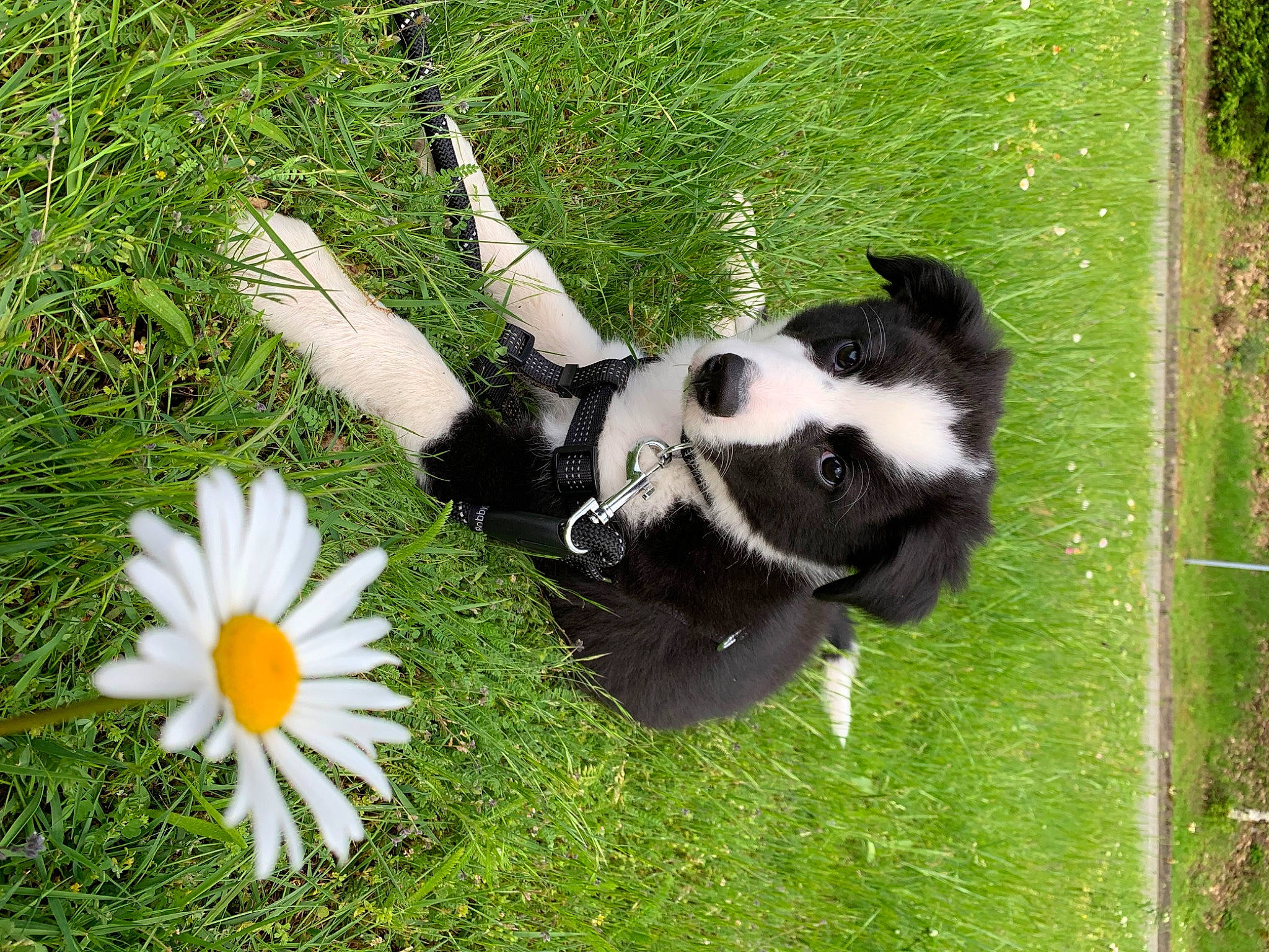 Zuko a rejoint le concours — aidez-le/la à gagner de superbes lots ! annual_plant, camomile, canidae, carnivore, chamaemelum_nobile, companion_dog, dog, dog_breed, flower, gesture, grass, grassland, herding_dog, oxeye_daisy, pasture, petal, plant, sporting_group, tail, terrestrial_animal