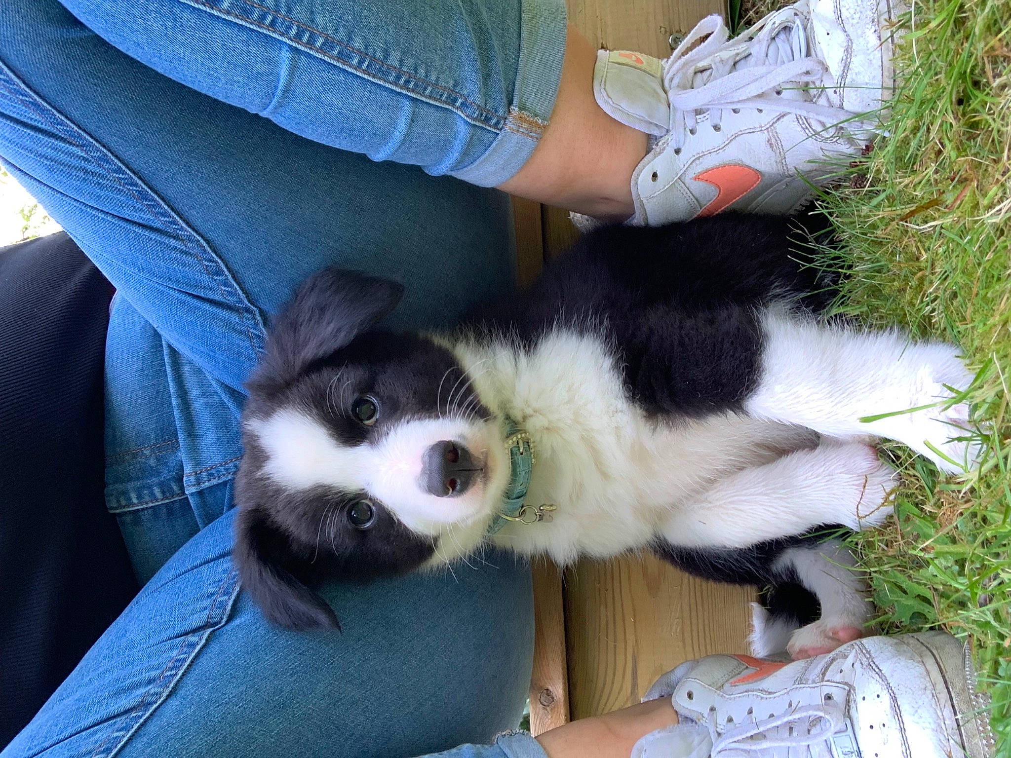 Zuko participe au concours pour gagner de l'argent avec cette photo : canidae, carnivore, comfort, companion_dog, denim, dog, dog_breed, felidae, fur, grass, herding_dog, human_leg, lap, paw, plant, snout, sporting_group, working_dog