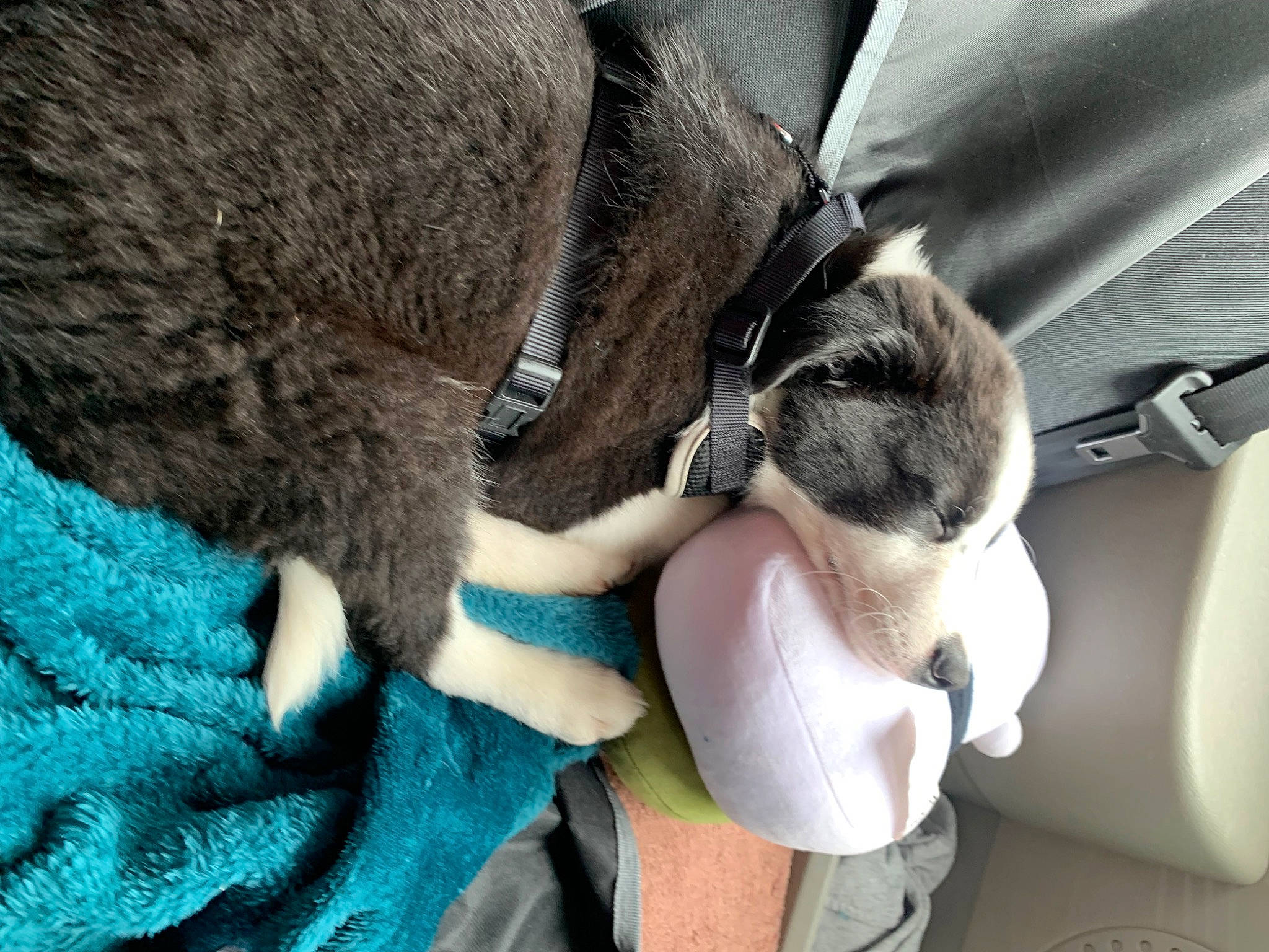 Zuko participe au concours pour gagner de l'argent avec cette photo : carnivore, cat, claw, collar, comfort, companion_dog, dog_breed, domestic_short_haired_cat, family_car, fawn, felidae, fur, grey, human_leg, paw, small_to_medium_sized_cats, snout, tail, whiskers, working_animal