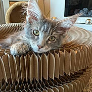 Reggie joined the competition — help win amazing prizes! kitten, cat, feline, pet, indoor, cardboard_bed, honeycomb_structure, cute, curious, relaxed, gray_fur, whiskers, ears, closeup, carpet, furniture, home, animal, resting, looking