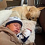 baby, sleeping, newborn, blanket, hat, dog, labrador, pillow, couch, indoor, cozy, knitwear, pet, animal, resting, furniture, living_room, peaceful, soft, child