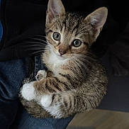 Ziggy participe au concours pour gagner de l'argent avec cette photo : abyssinian, animal, cat, kitten, manx, pet