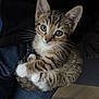 abyssinian, animal, cat, kitten, manx, pet